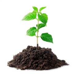 Young plant growing in pile of dirt on white background