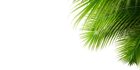 Close up green palm leaf isolated on white background