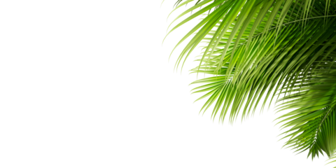 Close up green palm leaf isolated on white background