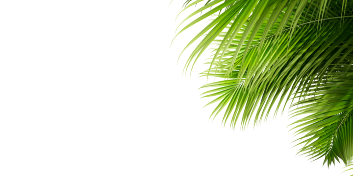 Close up green palm leaf isolated on white background