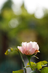 Pink beautiful blooming rose. Selective focus.