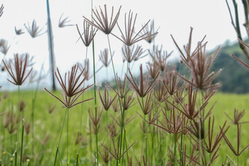 Crowfoot Grass, wild plant with close up shot. Blur background of wild plants