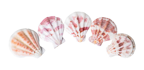 set of shell isolated on white