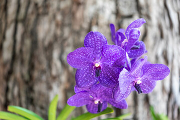 Flower (Orchidaceae or Orchid Flower) purple, violet, white and pink color, Naturally beautiful flowers in the garden