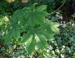 Kasztanowiec pospolity, kasztanowiec zwyczajny, kasztanowiec biały, Aesculus hippocastanum