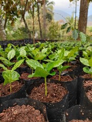 Aceh Gayo (Kartika) Variety of Arabica Coffee Seeds. Image of the development of coffee seedlings that have been transferred into polybags