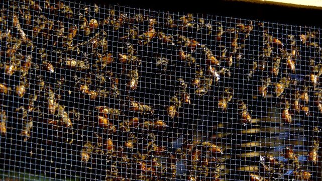 Close up of lot of buzzling honey bees inside locked meshed box alongside queen ready to be transferred into new beehive