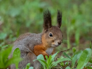 Obraz premium Close-up of the Red Squirrel (Sciurus vulgaris) sitting on ground in grass and holding in paws and eating a pine cone