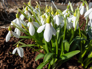 Snowdrops (Galanthus lagodechianus) growing in the garden and flowering with single, bell-shaped, pendent white flower