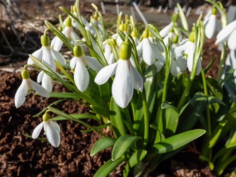 Snowdrops (Galanthus lagodechianus) growing in the garden and flowering with single, bell-shaped, pendent white flower