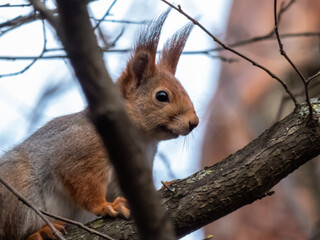Red Squirrel (Sciurus vulgaris) sitting on a branch in forest in spring