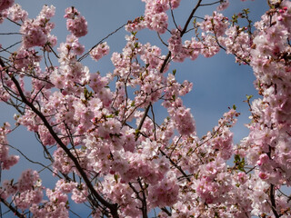 Pink cherry blossoms of the Japan pink sakura flowers flowering on the branches