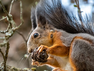Red Squirrel (Sciurus vulgaris) with winter grey coat sitting on a tree branch and eating a cone with visible ticks in the fur