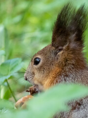 Close-up of the Red Squirrel (Sciurus vulgaris) sitting on ground in grass and holding in paws and eating a pine cone