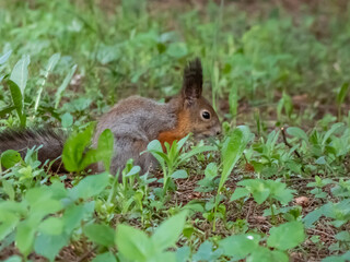 Close-up of the Red Squirrel (Sciurus vulgaris) sitting on ground in grass and holding in paws and eating a pine cone