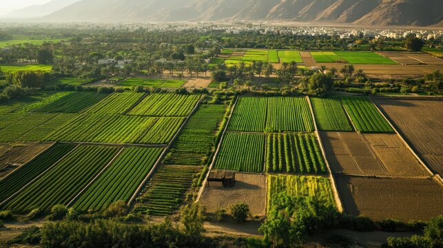 Middle Eastern farming communities adapting sustainable techniques near Jeddah, Saudi Arabia