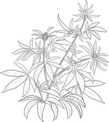 Hemp Plant with Leaves Outline Illustration. 