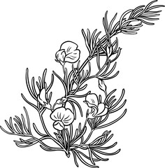 Rooibos Branch with Flowers and Leaves Outline Illustration. 