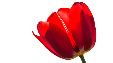 red tulip isolated on white