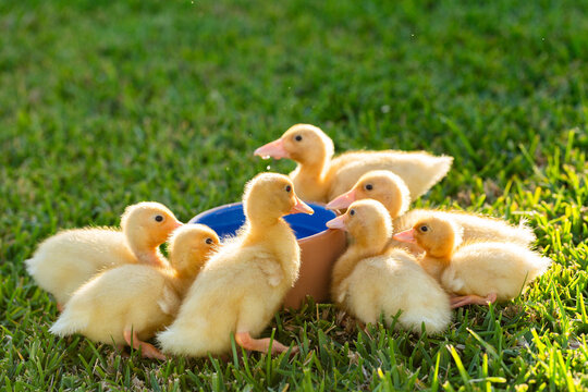 Group of yellow baby farm animals ducklings together on green lawn outside