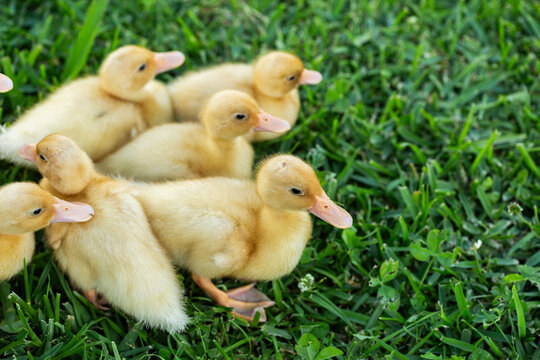 Group of yellow baby farm animals ducklings together on green lawn outside