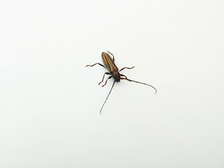 Longhorn Beetle 2
Longhorn Beetle or Cerambycidae on white background