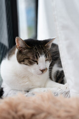 Obraz premium 窓辺でくつろぐ可愛い猫 キジトラ白