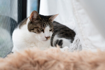 窓辺でくつろぐ可愛い猫　キジトラ白
