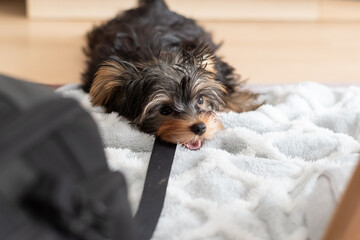 ひもに噛みついて引っ張る可愛い犬