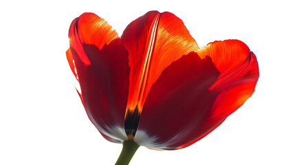 red tulip isolated on white