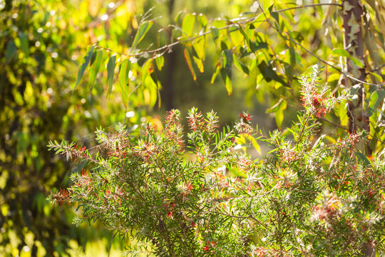 Bottle brush bush with spider web among green gum leaves in bushland