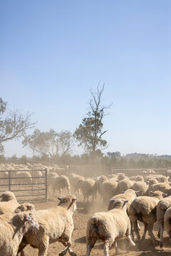 Mob of crossbred lambs running through a gate in a dusty yard