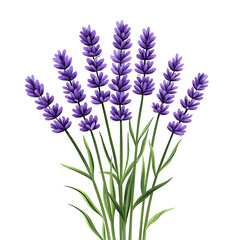 Naklejka premium A bunch of lavender flowers, rustic botanical style, hand-drawn sketch, delicate purple hues, isolated on white background