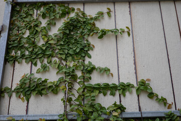 The leaves of the velcro tree are covering the walls of the house.