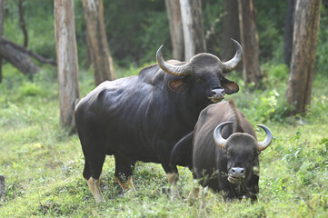 Massive Indian Gaur male looking for mating opportunity in Nagarhole Tiger reserve Karnataka 