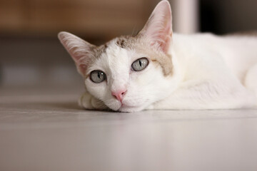 The cat lay on the floor in living room