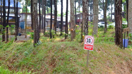 the atmosphere of exploring a calm and peaceful pine forest with tall and straight trees. Pine trees grow abundantly