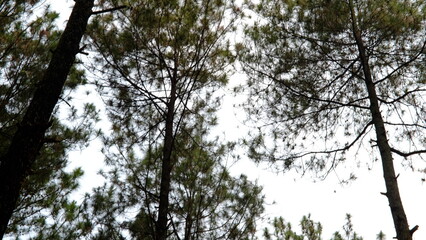 the atmosphere of exploring a calm and peaceful pine forest with tall and straight trees. Pine trees grow abundantly
