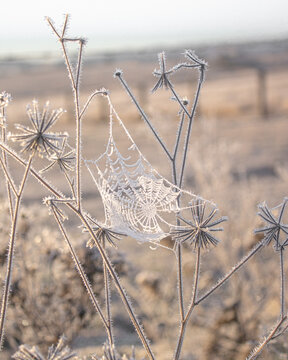A frozen cobweb that looks like crochet