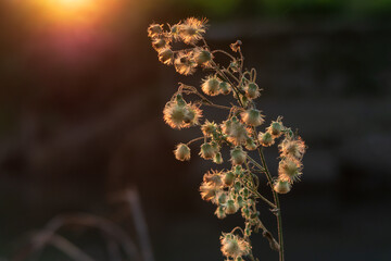 Winter dry  sunny flower petals petal color small nice vision view detail