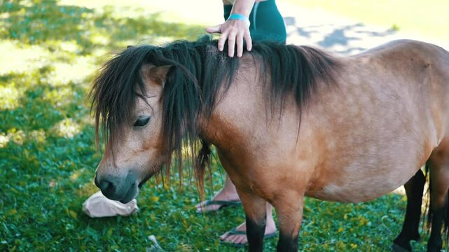 A gentle connection between a girl and pony in a park, creating a heartwarming scene. The footage has a distinct color correction.