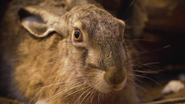 A brown hare stares intently at the camera, occasionally blinking and moving its ears in Wildlife Rehabilitation Centre