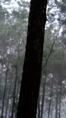 the atmosphere of pine trees when it rains, light knick-knacks in the pine forest