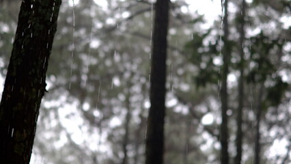 the atmosphere of pine trees when it rains, light knick-knacks in the pine forest