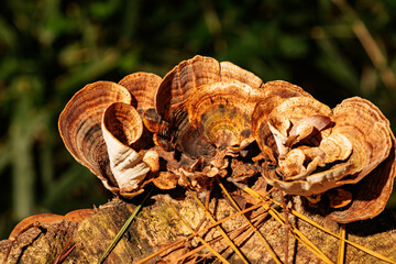 古びた切り株に生えるキノコ