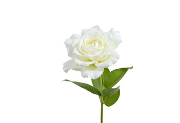 Fototapeta premium white rose isolated on white