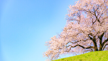 Naklejka premium 桜の木
