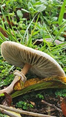mushroom in the forest