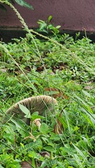 mushroom in a forest