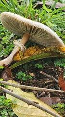 mushroom in the forest